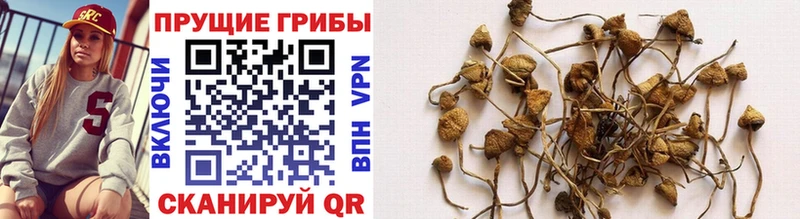 Псилоцибиновые грибы GOLDEN TEACHER  Купить закладки  Волосово 